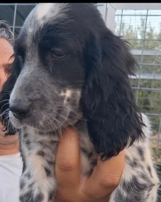 Setter inglese femmina