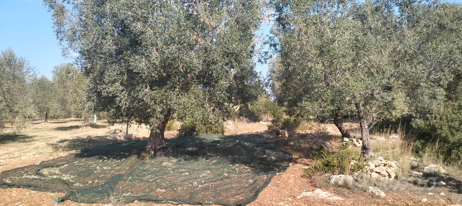 Terr. Agricolo 2143mq Lizzano (Contrada Vito Mele) - Vista 5