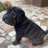 Shar pei