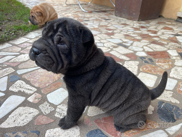 Shar pei