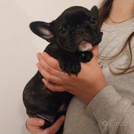 Cucciola bulldog francese