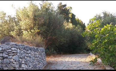 Villa rustica in pietra con uliveto e zonabarbecue