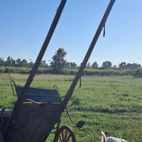 Calesse cavallo
