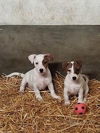 Cucciole Jack Russell Terrier ROI