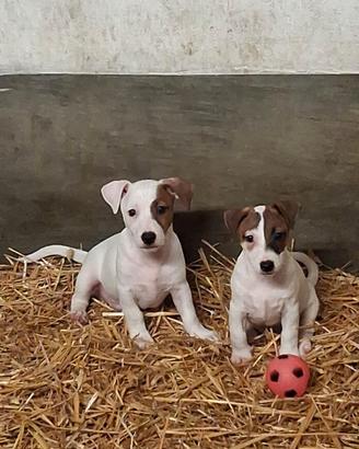 Cucciole Jack Russell Terrier ROI