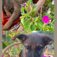 Cuccioli di pastore tedesco