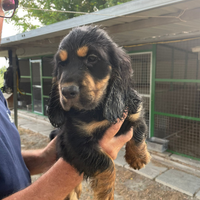 Cuccioli di cocker spaniel