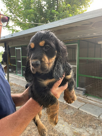 Cuccioli di cocker spaniel
