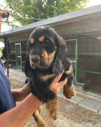 Cuccioli di cocker spaniel