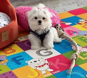 maltese cuccioli