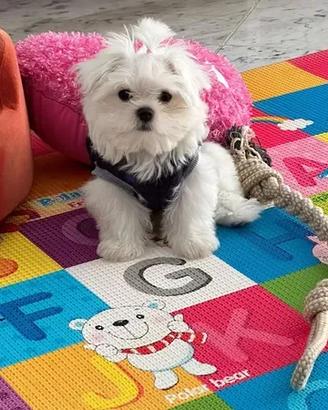 maltese cuccioli