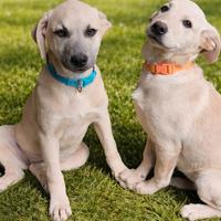 Fratellini mix labrador pastore dolcissimi