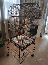  gabbia x calopsite 