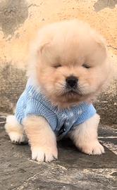 Chow chow