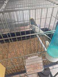 Coppia pappagalli cocorito