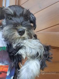 Mini Schnauzer Nero e Argento