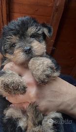 Cuccioli di Yorkshire