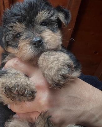 Cuccioli di Yorkshire