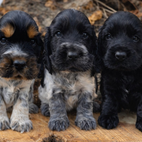 Cocker spaniel inglese