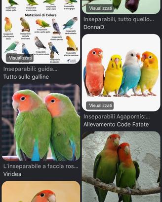 C.E.R.C.A.S.I. pullo di pappagallo