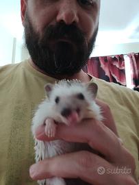Riccio con teca