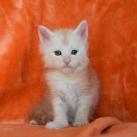 Cucciolo Maine coon Red silver