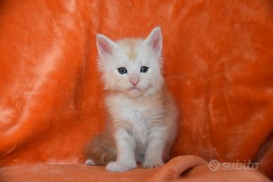 Cucciolo Maine coon Red silver