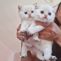 Cuccioli scottish fold e straight campania pedegre