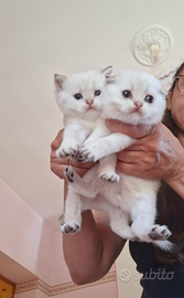 Cuccioli scottish fold e straight campania pedegre