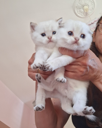 Cuccioli scottish fold e straight campania pedegre