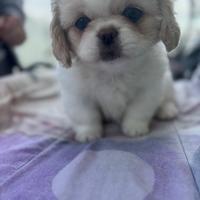 Cuccioli pechinese