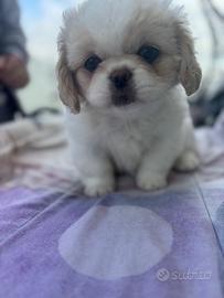 Cuccioli pechinese
