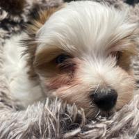 Yorkshire biwer bluberry con pedigree