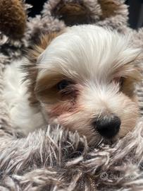 Yorkshire biwer bluberry con pedigree