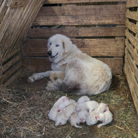 Cuccioli di pastore dei Pirenei