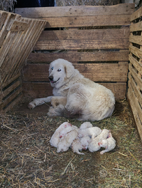 Cuccioli di pastore dei Pirenei