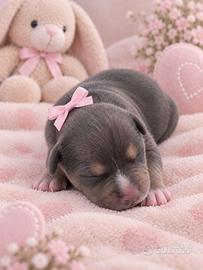 Pitbull cuccioli Tricolor