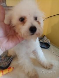 Cucciolo Toy barboncino