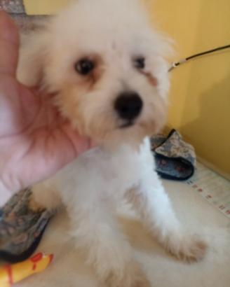 Cucciolo Toy barboncino