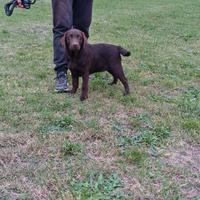 Cucciole di Labrador - Genitori Campioni