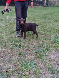 Cucciole di Labrador - Genitori Campioni