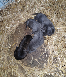 Cane corso cuccioli
