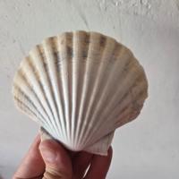 Scatoloni di capesante per hobby