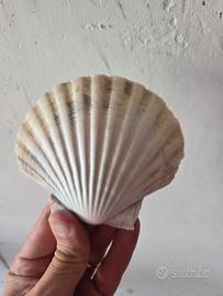 Scatoloni di capesante per hobby