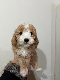 Barboncino toy maschio