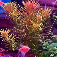 Pianta acquatica Hygrophila corymbosa “Aromatica”