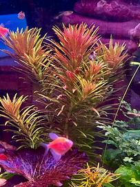 Pianta acquatica Hygrophila corymbosa “Aromatica”