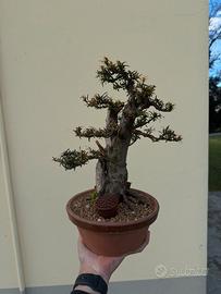 Bonsai chuhin tasso