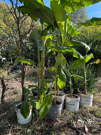 Piante di banano