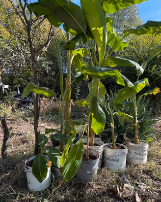 Piante di banano